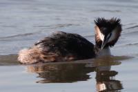 Podiceps cristatus