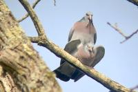 Columba oenas