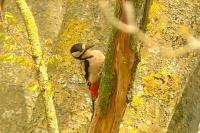 Dendrocopos major