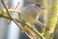 Sylvia atricapilla