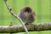 Cettia cetti