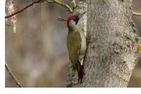 Picus viridis