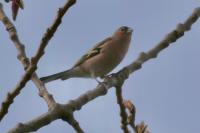 Fringilla coelebs