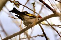 Carduelis carduelis