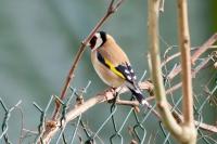 Carduelis carduelis
