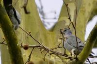 Columba oenas