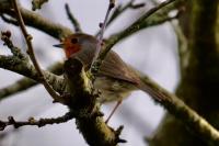 Erithacus rubecula
