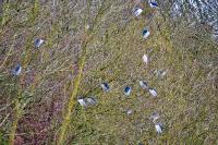 Nycticorax nycticorax