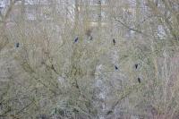 Phalacrocorax carbo