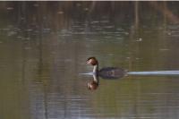 Podiceps cristatus