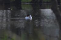 Podiceps cristatus
