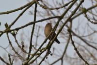 Troglodytes troglodytes