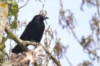Corvus corone