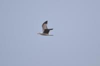 Larus michahellis