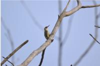 Picus viridis