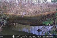 Accipiter nisus