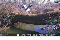 Ardea cinerea