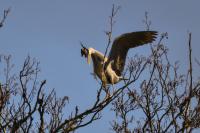 Ardea cinerea