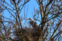 Ardea cinerea