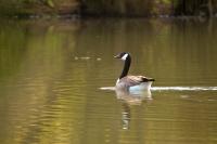 Branta canadensis
