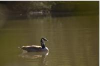 Branta canadensis