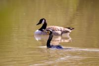 Phalacrocorax carbo
