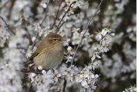Phylloscopus collybita