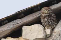 Athene noctua