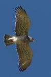 Circaetus gallicus