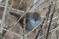 Cettia cetti