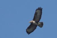 Buteo buteo