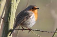 Erithacus rubecula