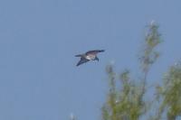Pandion haliaetus