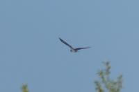 Pandion haliaetus
