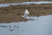Egretta garzetta