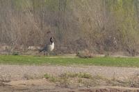 Branta canadensis
