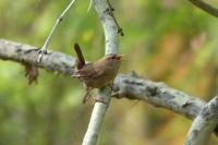 Troglodytes troglodytes