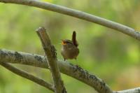 Troglodytes troglodytes