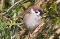 Passer montanus
