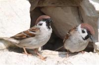Passer montanus