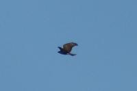 Milvus migrans