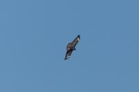 Buteo buteo