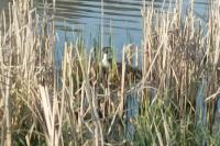 Podiceps cristatus