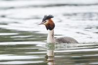 Podiceps cristatus