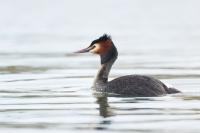 Podiceps cristatus