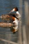 Podiceps cristatus