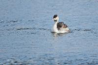 Podiceps cristatus