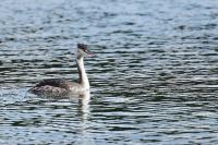 Podiceps cristatus