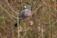 Columba palumbus
