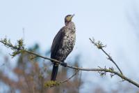 Phalacrocorax carbo